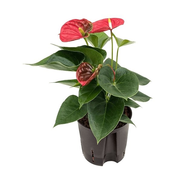 Anthurium Sierra - hydrocultuur
