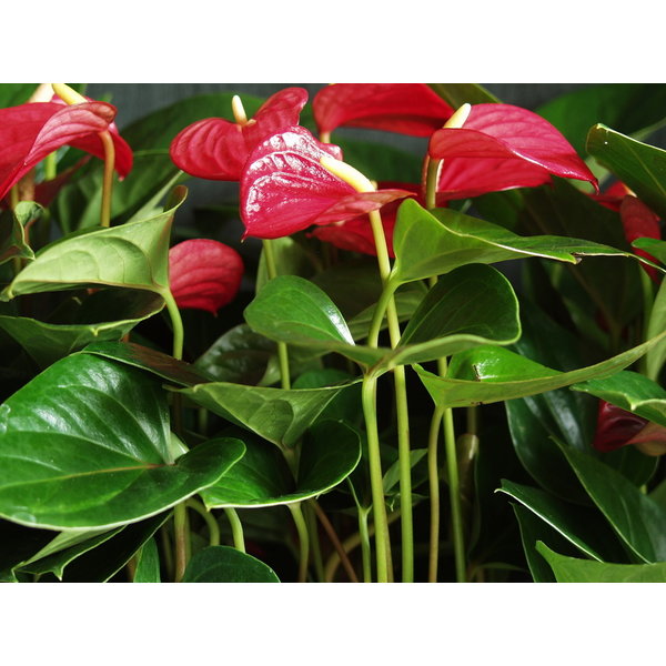 Anthurium Sierra - hydrocultuur