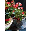 Anthurium Sierra - hydrocultuur
