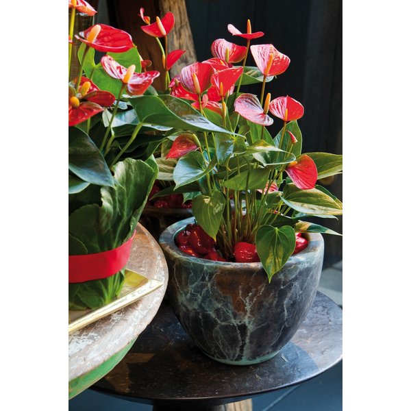 Anthurium Sierra - hydrocultuur