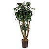 Polyscias Aralia Fabian - hydrocultuur