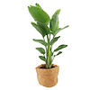 Strelitzia Nicolai in plantenzak