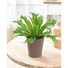 Asplenium Amy - hydrocultuur
