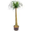 Beaucarnea Recurvata XL - hydrocultuur