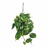 Philodendron Grand Brasil