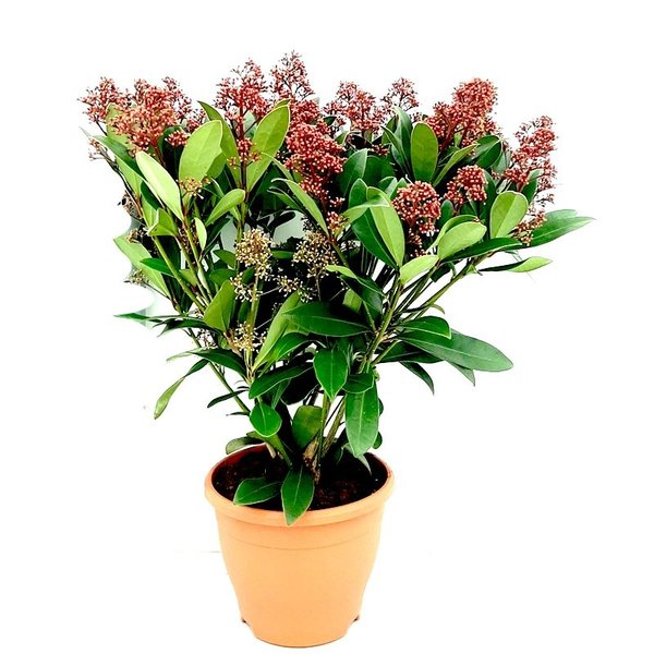 Skimmia japonica 'Rubella'