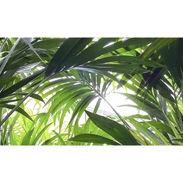  Palm Kentia Howea XXL