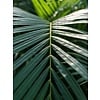 Palm Areca Lutescens 3XL
