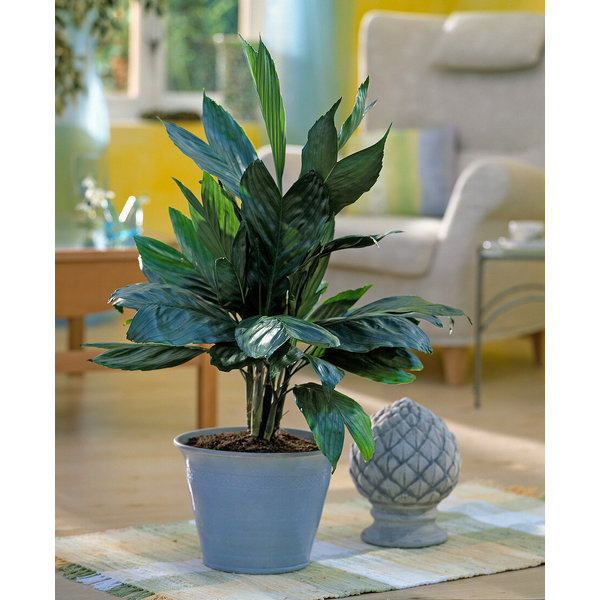 Chamaedorea Metalica - hydrocultuur
