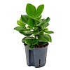 Clusia Rosea Princess - hydrocultuur