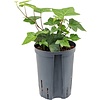 Hedera Montgomery - hydrocultuur