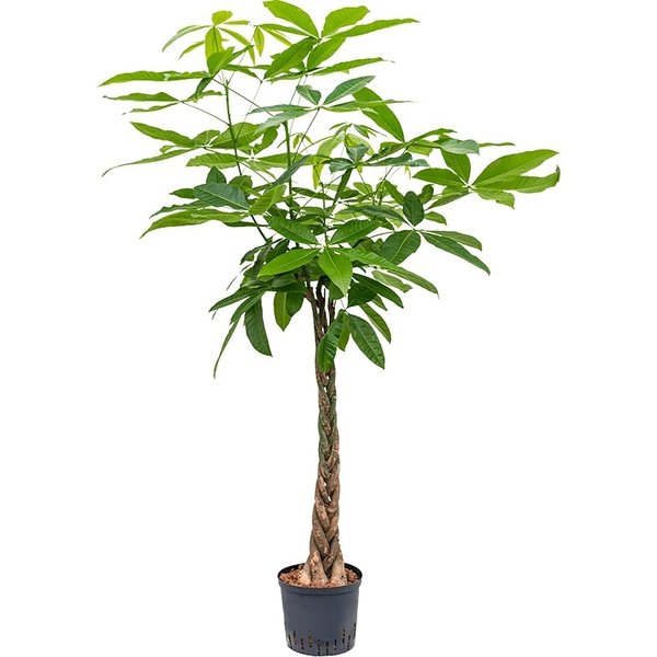 Pachira Aquatica - hydrocultuur