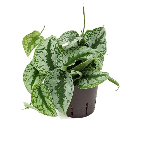 Scindapsus Pictus Trebie - hydrocultuur