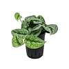 Scindapsus Pictus Trebie - hydrocultuur