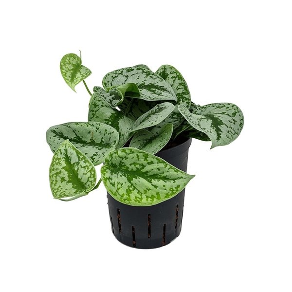 Scindapsus Pictus Trebie - hydrocultuur