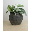 Scindapsus Pictus Trebie - hydrocultuur