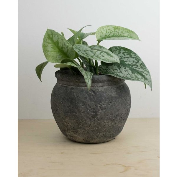 Scindapsus Pictus Trebie - hydrocultuur