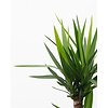 Yucca Elephantipes vertakt XL - hydrocultuur