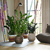 Zamioculcas Zamiifolia - hydrocultuur