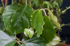 Tetrastigma - Hydrocultuur