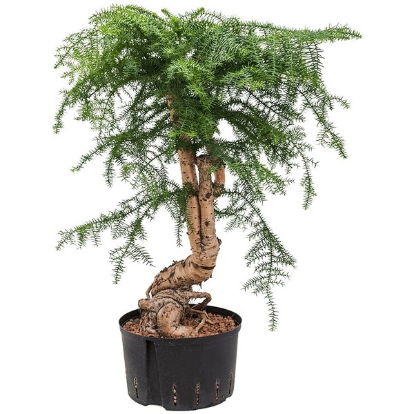 Araucaria cunninghamii - hydrocultuur