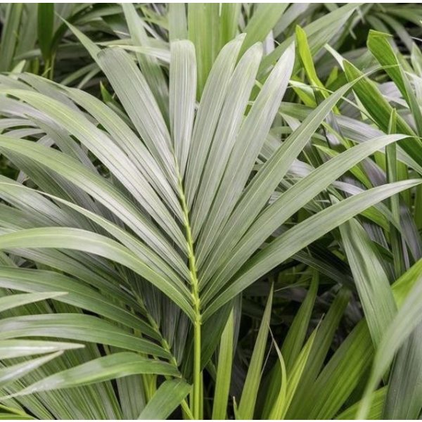 Kentia (howea) forsteriana - hydrocultuur