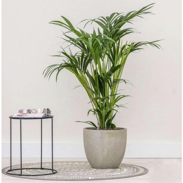 Kentia (howea) forsteriana - hydrocultuur