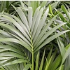 Kentia (howea) forsteriana - hydrocultuur