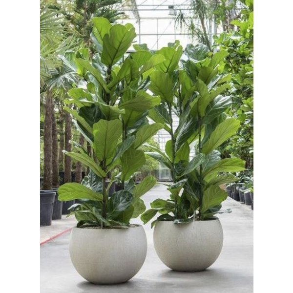 Ficus Lyrata Straight - hydrocultuur