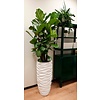Ficus Lyrata vertakt - hydrocultuur