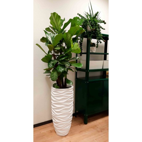 Ficus Lyrata vertakt - hydrocultuur