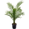 Phoenix Canariensis Large
