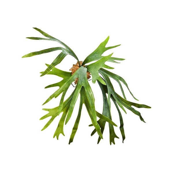 Staghorn Fern - kunstplant