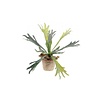 Staghorn Fern - kunstplant