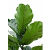 Ficus Lyrata straight XL