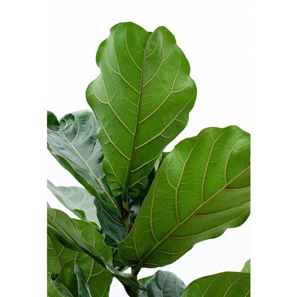 Ficus Lyrata op stam XL - hydrocultuur