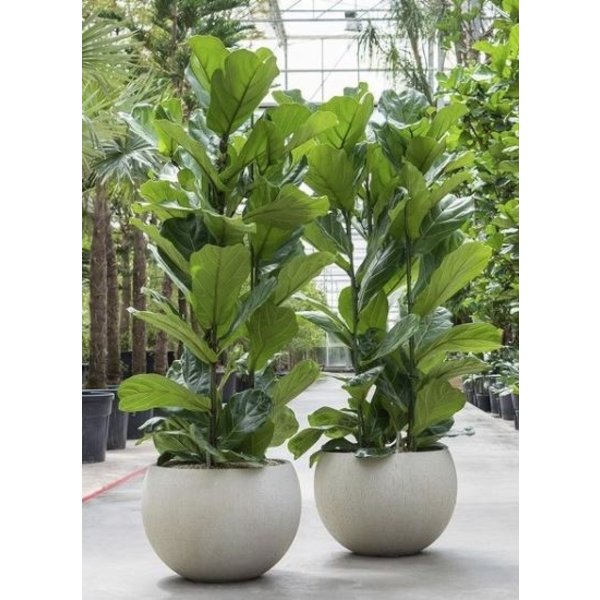 Ficus Lyrata Straight - hydrocultuur