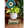 Scindapsus Golden Pothos