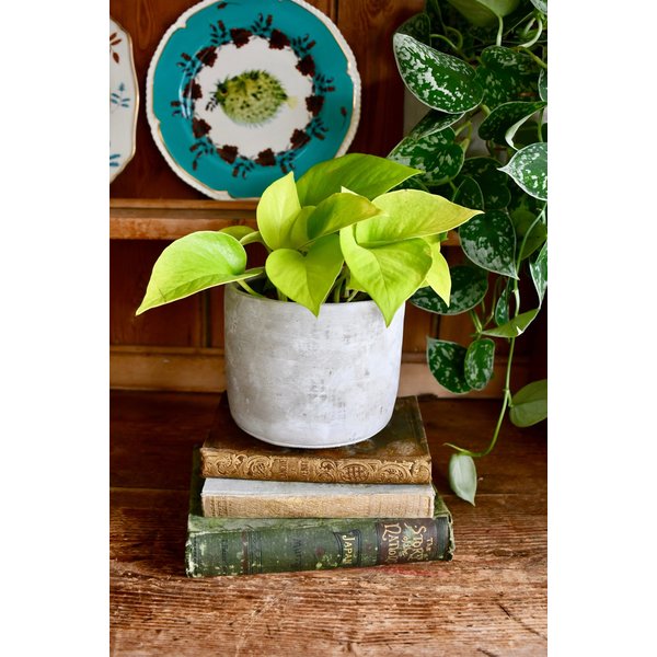 Scindapsus Golden Pothos