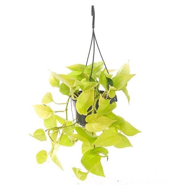 Scindapsus Golden Pothos