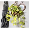 Scindapsus Golden Pothos