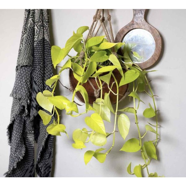 Scindapsus Golden Pothos