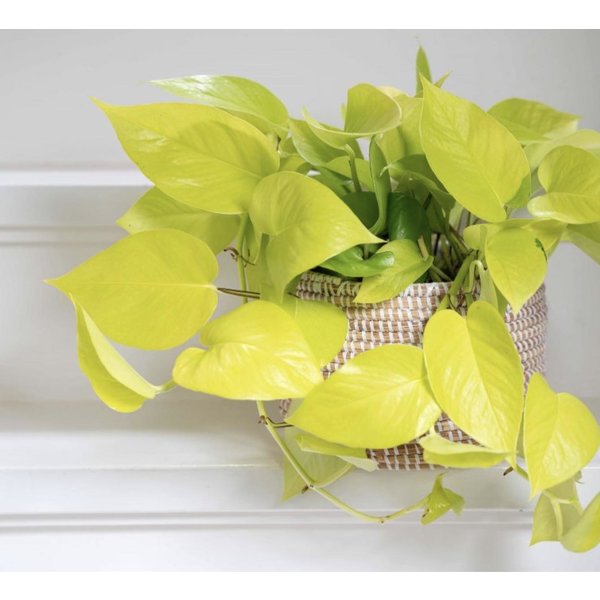 Scindapsus Golden Pothos