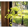 Scindapsus Golden Pothos