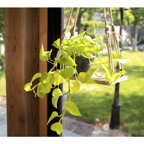 Scindapsus Golden Pothos
