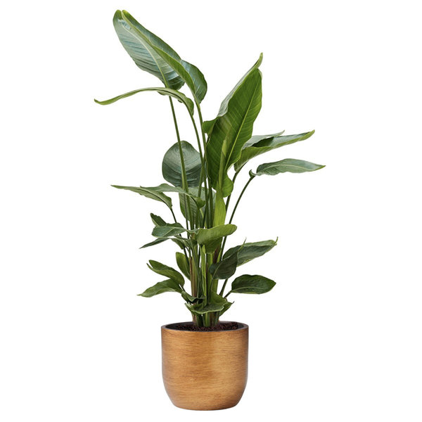 Strelitzia Nicolai Medium in Capi Retro Gold
