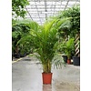 Palm Areca Lutescens XXL