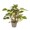 Philodendron Pedatum Red squamiferum bush