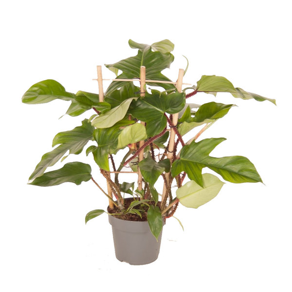 Philodendron Pedatum Red squamiferum bush