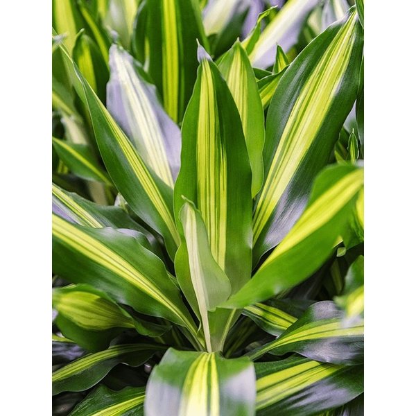 Dracaena Compacta Surprise Large